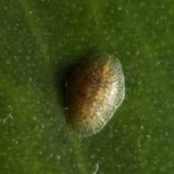 Vrbova krasta na ribizli - kako se boriti i riješiti